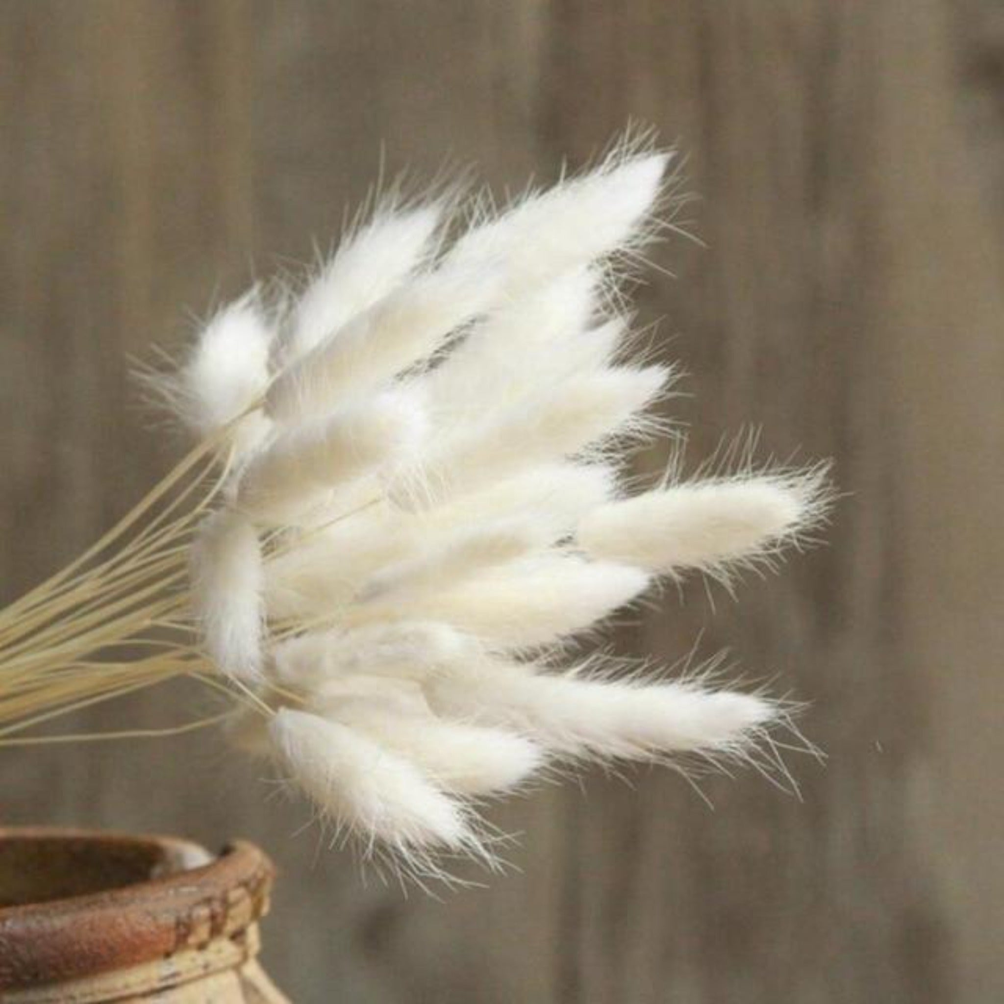 Dried Rabbit Tail Grass Bunch